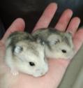 Bébés hamsters nains 