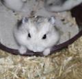 Bébés hamsters nains 