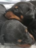 Chiots Manchester terrier