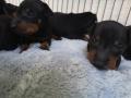 Chiots Manchester terrier