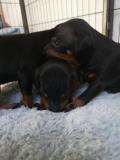 Chiots Manchester terrier