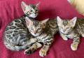 Chatons bengals