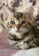 Chatons bengals