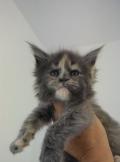 Chatons Maine Coon avec pedigree 