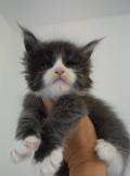 Chatons Maine Coon avec pedigree 