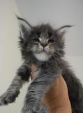 Chatons Maine Coon avec pedigree 