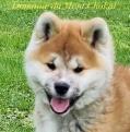 Akita Inu élevage du Domaine du Mont Chokaï Suisse