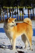 Akita Inu élevage du Domaine du Mont Chokaï Suisse