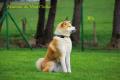 Akita Inu élevage du Domaine du Mont Chokaï Suisse