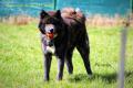 Akita Inu élevage du Domaine du Mont Chokaï Suisse