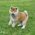 Akita Inu élevage du Domaine du Mont Chokaï Suisse