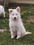 Chiots Bergers Blanc Suisse LOF a Naitre en février 2025