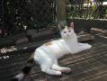 Chat Turkish Van