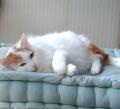 Chat Turkish Van