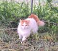 Chat Turkish Van