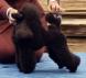 Caniche toy noire 