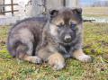 Chiots husky sibérien à réserver