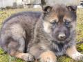 Chiots husky sibérien à réserver