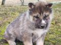 Chiots husky sibérien à réserver