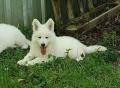 Chiot Berger Blanc Suisse LOF Disponible de suite
