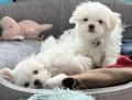 Chiots bichons maltais pedigree 