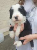 Chiots Bearded Collie