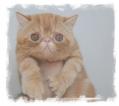 Chaton Exotic Shorthair 