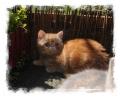 Chaton Exotic Shorthair 