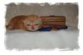 Chaton Exotic Shorthair 