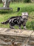 Chatons British pure race