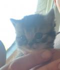 Chatons British pure race