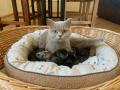 Chatons British pure race