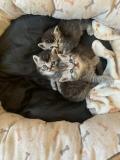 Chatons British pure race