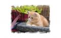 Chaton Exotic Shorthair 