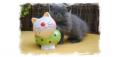 Chaton Exotic Shorthair 