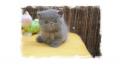 Chaton Exotic Shorthair 