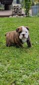 Magnifiques chiots bulldog anglais excellentes origines 