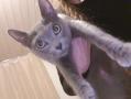 Chatons bleu russe