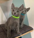 Chatons bleu russe