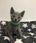 Chatons bleu russe