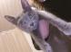 Chatons bleu russe
