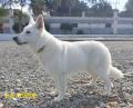 A vendre chiot Berger Blanc Suisse