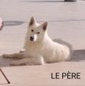 A vendre chiot Berger Blanc Suisse
