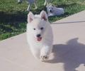 A vendre chiot Berger Blanc Suisse