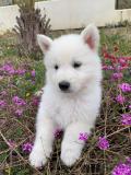 A vendre chiot Berger Blanc Suisse