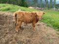 Taurillons Highland à vendre