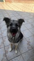 Chienne de 2 ans et demi stérilisée 