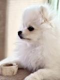 Chiot de Spitz Pomeranian