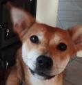 A donner chienne de 2 ans