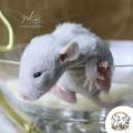 Ratons élevés avec passion